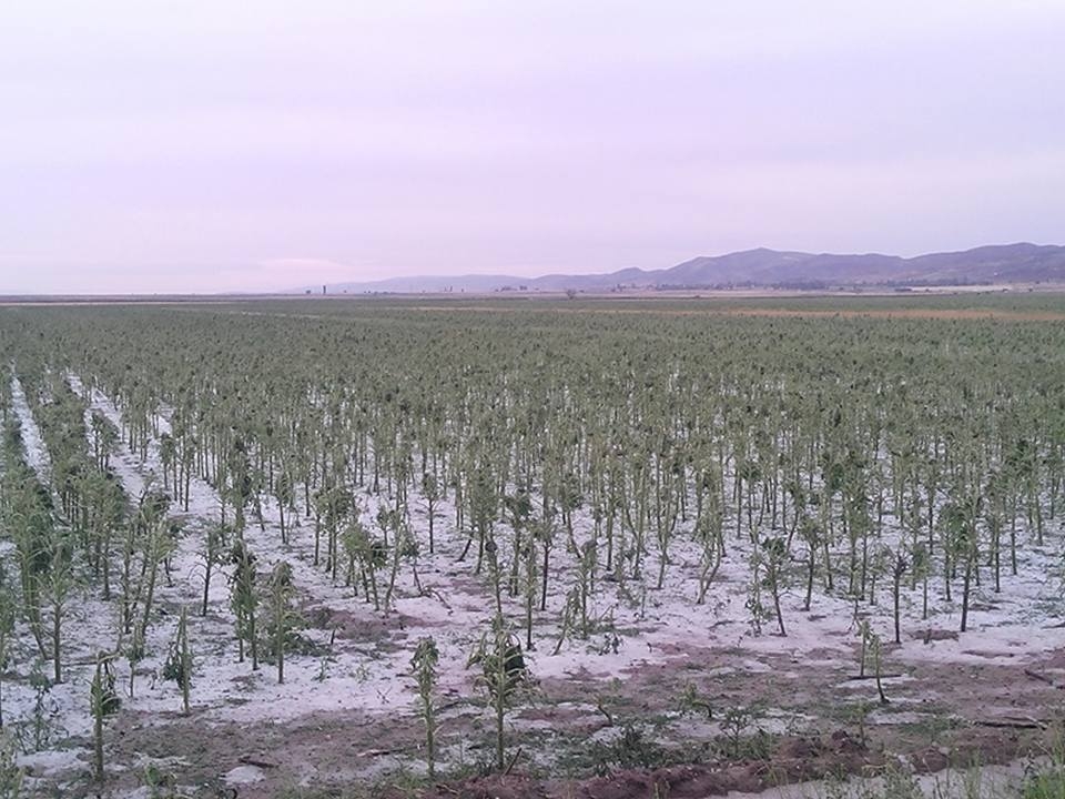 Aksaray'ı dolu vurmaya devam ediyor galerisi resim 4