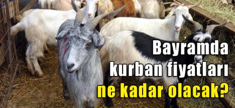 Bayramda kurban fiyatları ne kadar olacak?