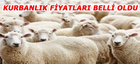 Kurbanlık fiyatları belli oldu