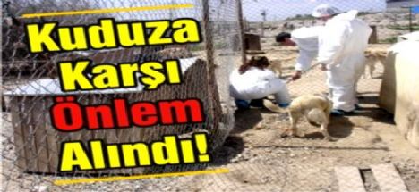 Seydişehir'de Kuduz  Vakası