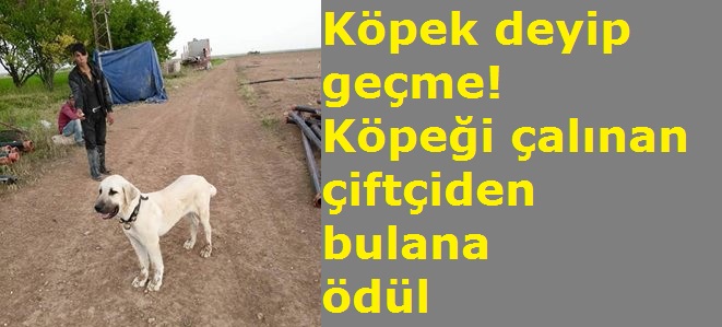 Köpek deyip geçme! Köpeği çalınan çiftçiden bulana ödül!