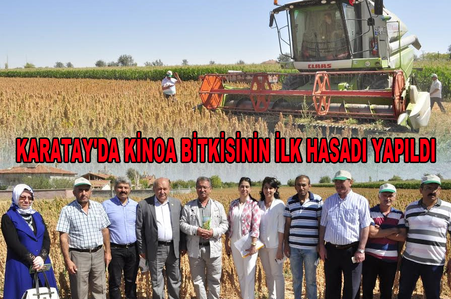 Karatay'da Kinoa Bitkisinin İlk Hasadı Yapıldı