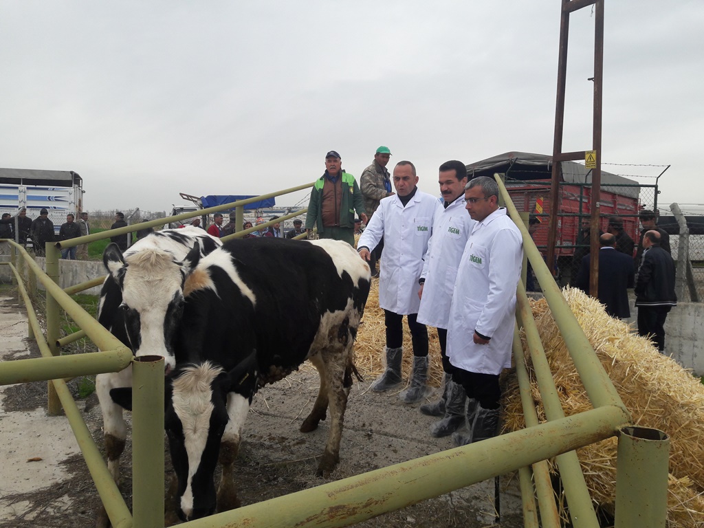 Aksaray’da 37 aileye 2’şer baş Holstein ırkı gebe düve ve yem dağıtımı!