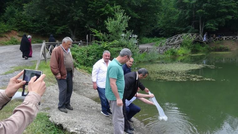 Sazan Balığı Yavruları Düzce’deki Göletlere Bırakıldı