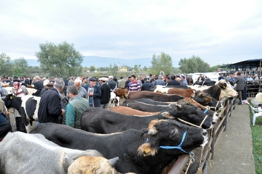 Kurbanlık Hayvanlarla İlgili Dikkat Edilecek Hususlar