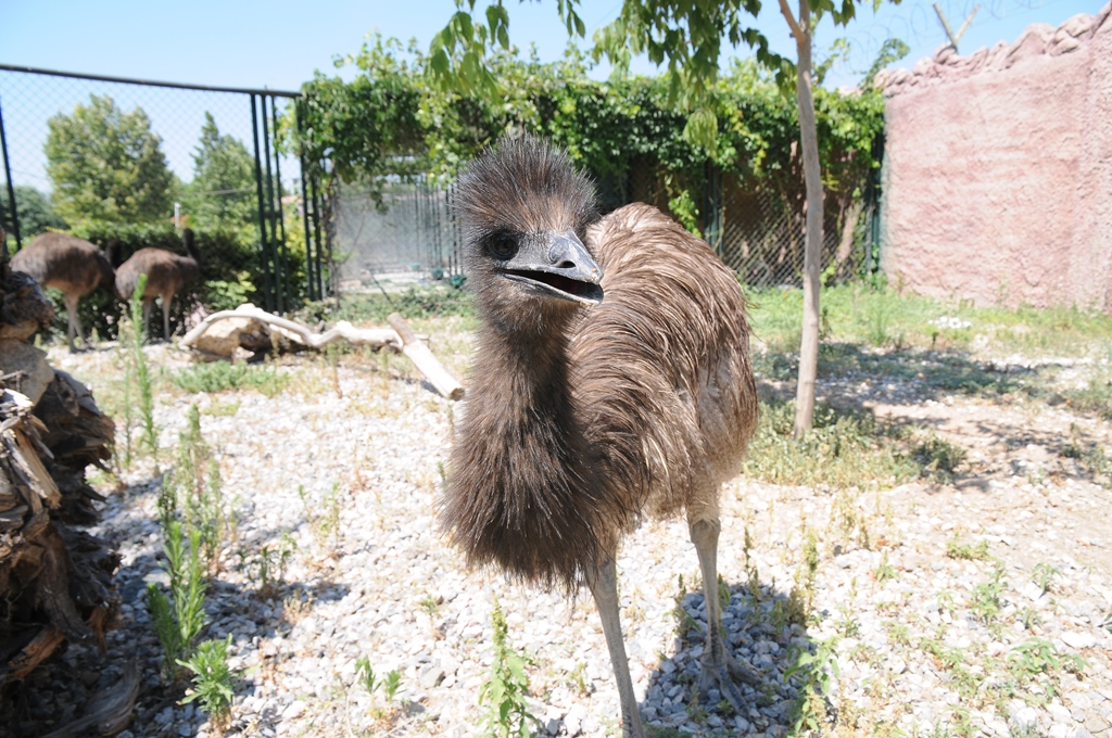 Karatay Hayvanat Bahçesi'nin Yeni Üyeleri 'Emu Kuşları'