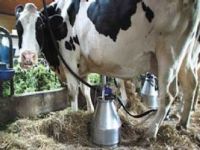 Ticari süt işletmelerince Ağustos ayında 628 928 ton inek sütü toplandı