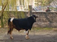 Alo 153 “Boğam Kaçtı” Hattı Vatandaşların Hizmetinde