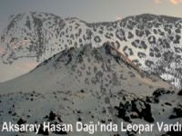 Aksaray Hasan Dağı’nda Leopar vardı