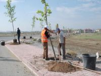 Karatayda ağaçlandırma devam ediyor