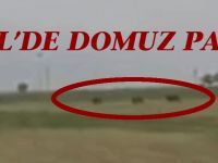 Eskil'de Domuz Paniği!