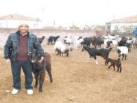 Halep Keçisinin Yeni Adresi