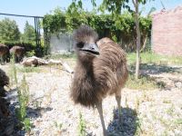 Karatay Hayvanat Bahçesi'nin Yeni Üyeleri 'Emu Kuşları'